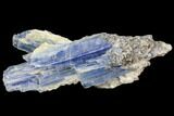 Vibrant Blue Kyanite Crystal In Quartz - Brazil #80380-1